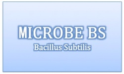 Bacillus Subtilis