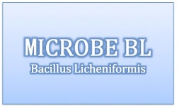 Bacillus Licheniformis