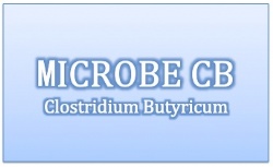 Clostridium Butyricum