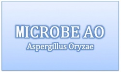 Aspergillus Oryzae