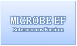 Enterococcus Faecium