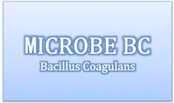 Bacillus Coagulans