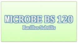 Bacillus Subtilis 120